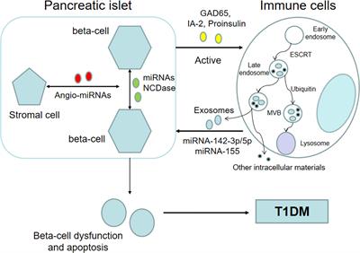 Emerging Roles of Exosomes in T1DM